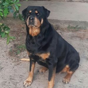 Meet your Posher, Charles